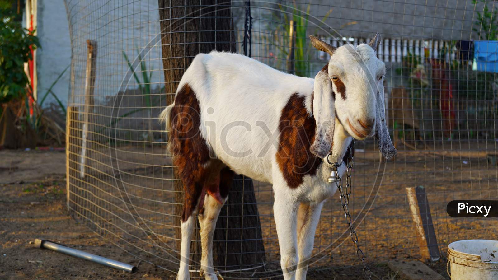 White Innocent Goat Standing Near Iron Fence. Domestic Pets Beetle Species Of Goat, Famous For Milk Purpose, Found In Rajasthan, India.