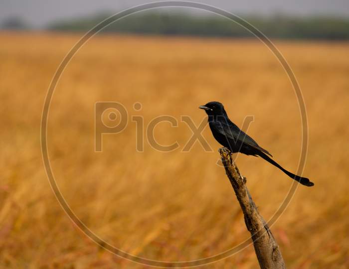 Bird photography