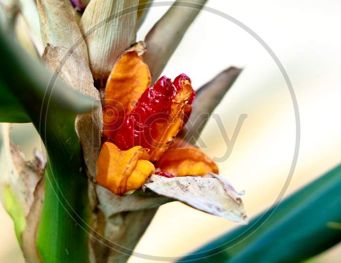 Image Of Red Color Seeds Of Garland Lily Or Ginger Lily Selective Focus Fk6716 Picxy