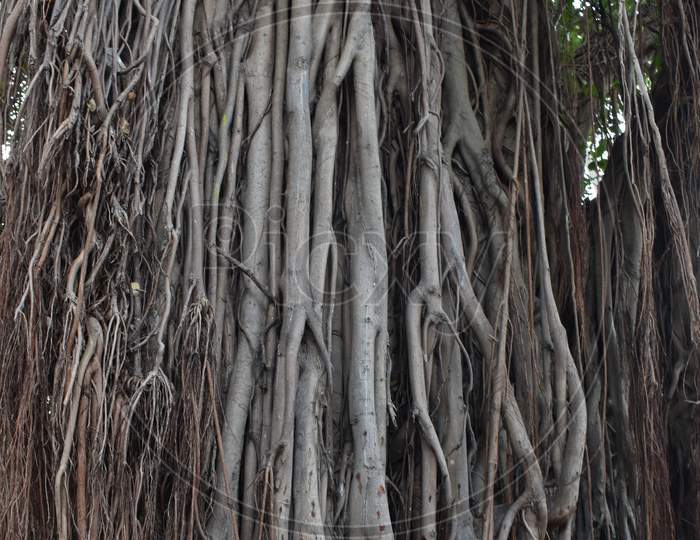Beautiful Banyan Trees!