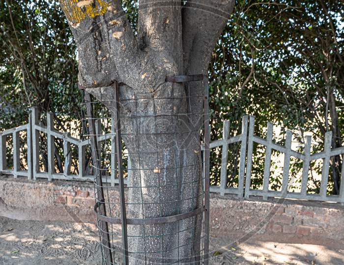 A Tree Is Trapped In Tree Metal Gaurd Or Fencing.