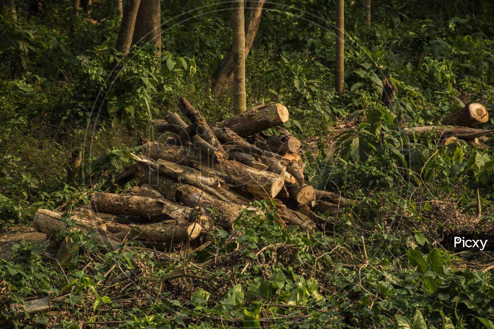 Cut Tree Stumps And Logs Show That Deforestation Engendering Environment.