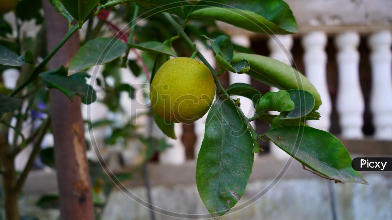 Fresh Yellow Lemon Or Citrus Filled With Juice Growing On A Lemon Tree With Attractive Green Leaves. Lemon Is The Source Of Vitamin C.