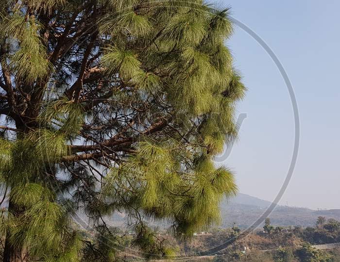 Pine Tree Mobile Photography