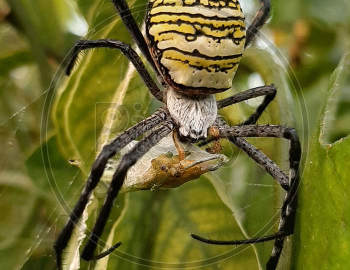 Spider photography