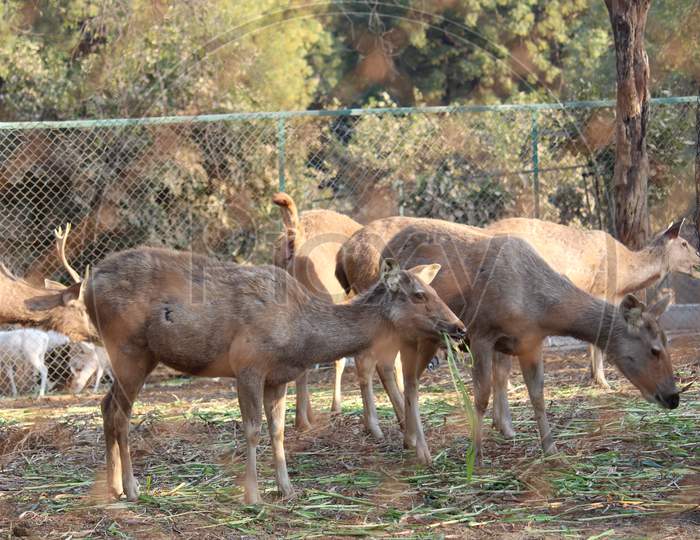 Group of Deer roaming in the jungle