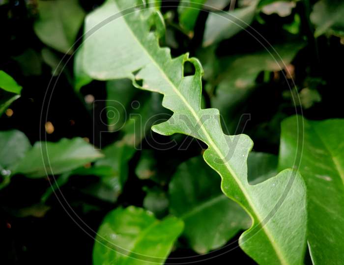 Plant Leaves Destroyed By Pests And Insects And Became Bizarre In Shape Leaves