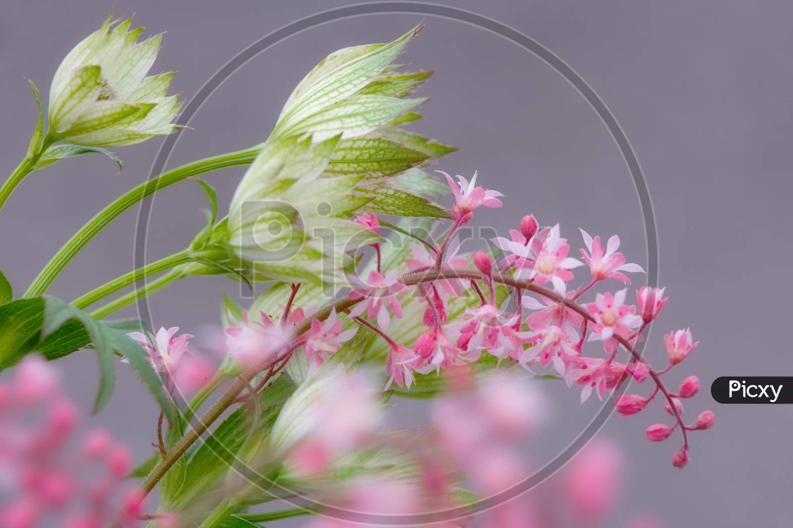 flower micro blur photo