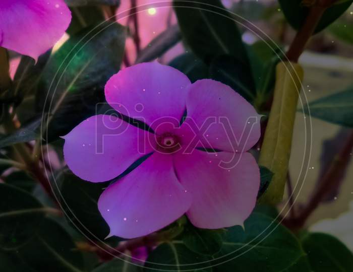 Flower, macro photo