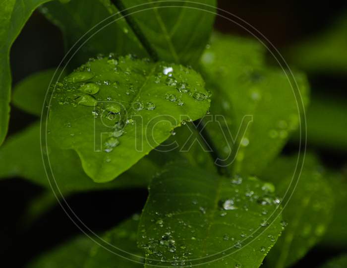 leaf with rain drops