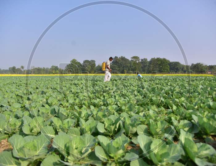 :A farmer sprays pesticides to a crop of cabbages at his field  in Nagaon District of Assam on Dec 20,2020..