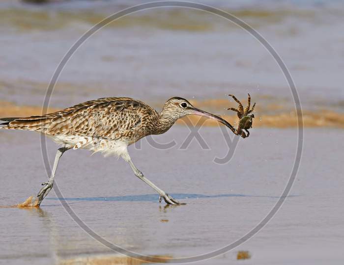 Fight for lifes ll One gain another loose life ll Whimbrel