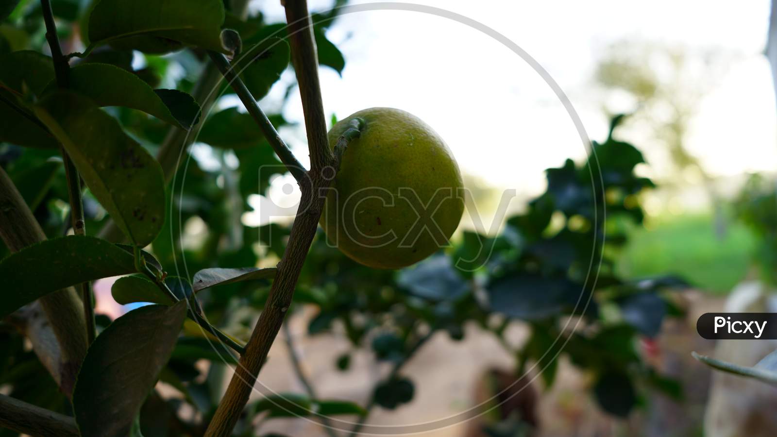 Alluring Light Yellow Lemon Fruit With Green Leaves, Flowering On The Branch. Summer Drinks Fruit With Attractive View And Source Of Vitamin C.