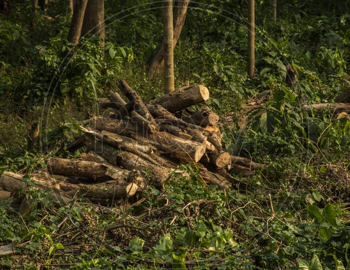 Cut Tree Stumps And Logs Show That Deforestation Engendering Environment.