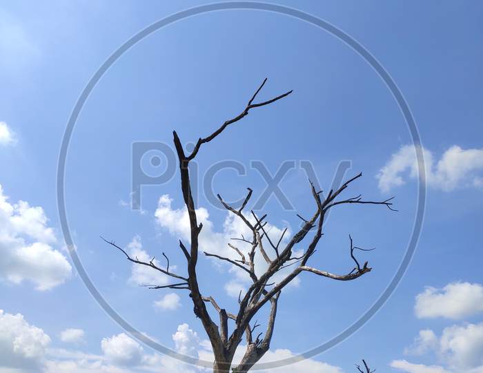 Tree without leaves