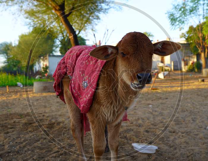 Pets Safety Concept. Beautiful Brown Colored New Born Calf Standing In The Rural Domestic Farmland. Calf Is Shivering From Cold.