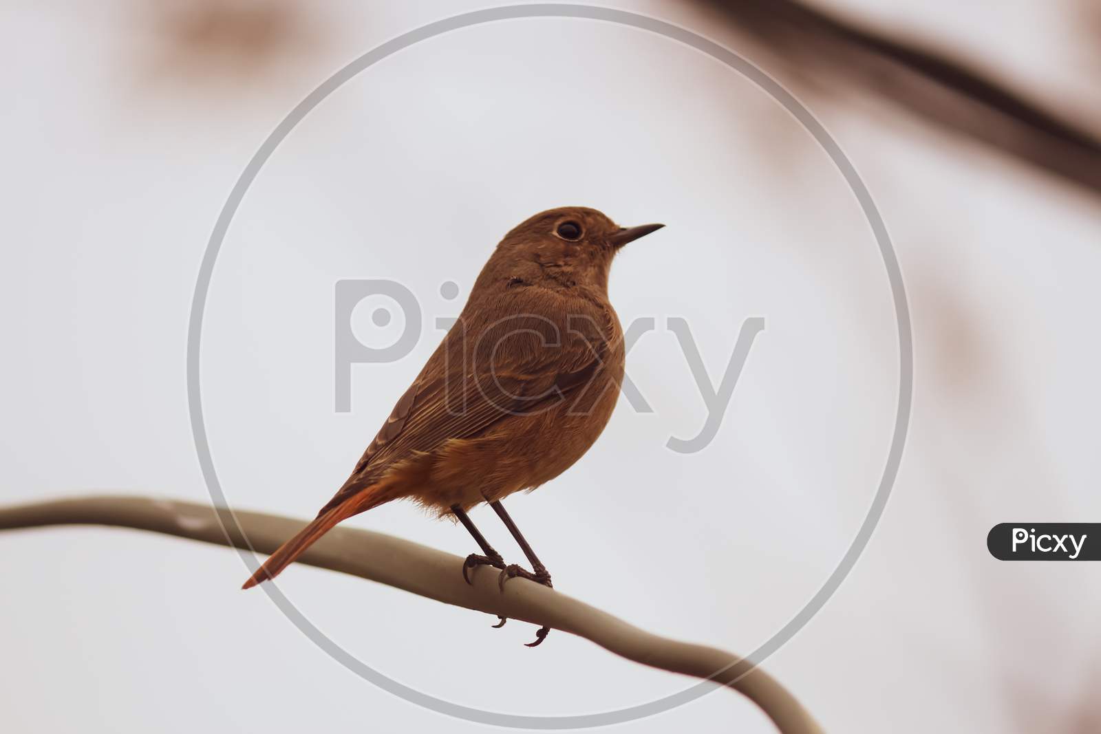 closeup of a  brown robin perched on a branch