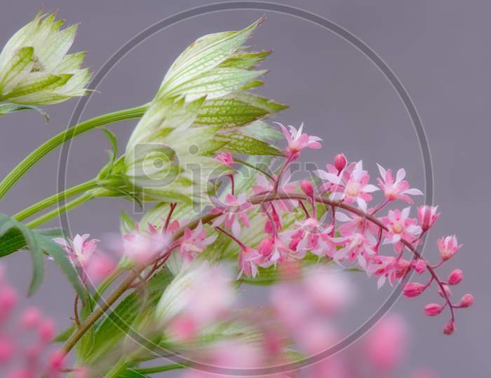 flower micro blur photo