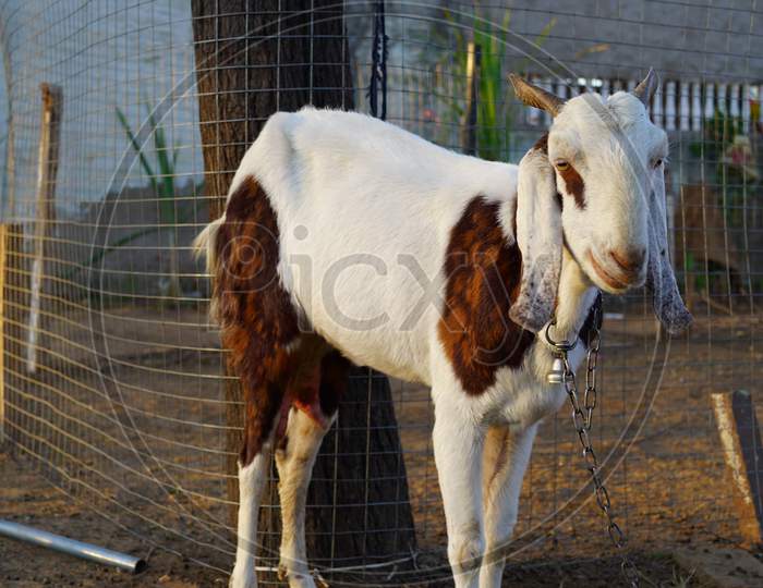 White Innocent Goat Standing Near Iron Fence. Domestic Pets Beetle Species Of Goat, Famous For Milk Purpose, Found In Rajasthan, India.
