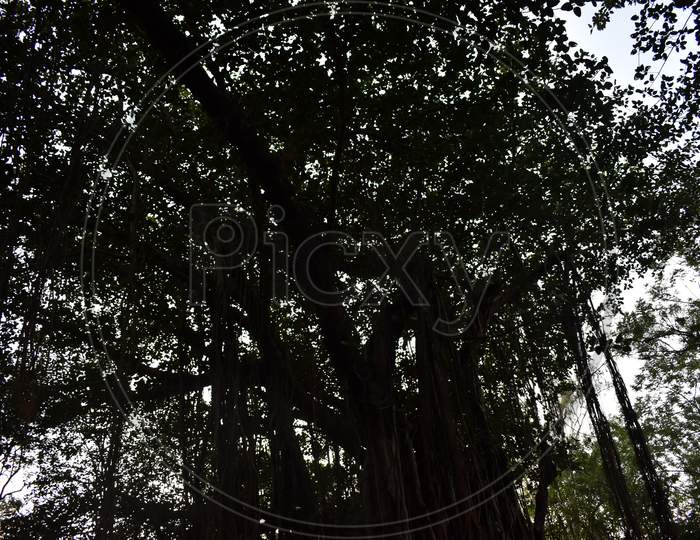 Beautiful Banyan Trees!