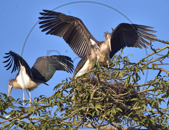 Greater  Adjutant stork, an endangered bird, rests near its nest atop a tree  in Nagaon District of Assam on Dec 22,2020