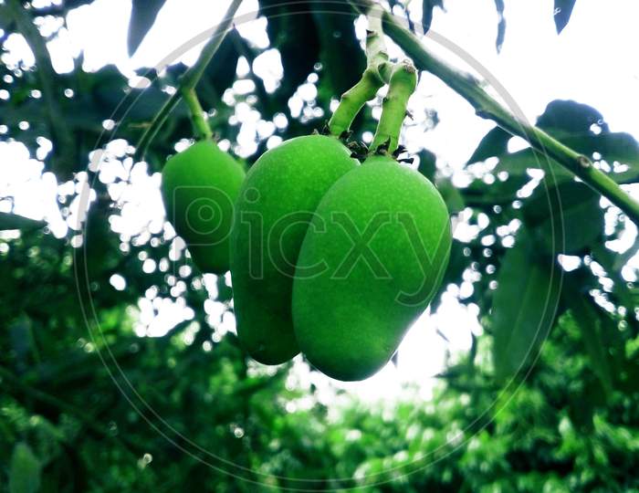 Ripe green mangoes hanging on the tree.