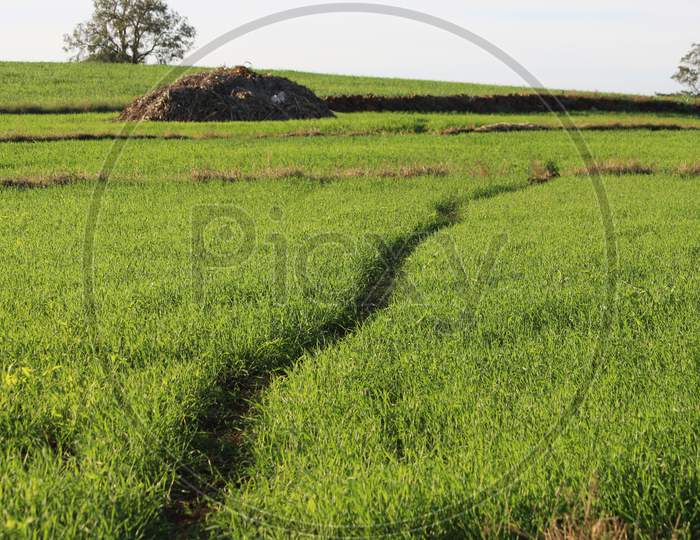 grass field farm agriculture