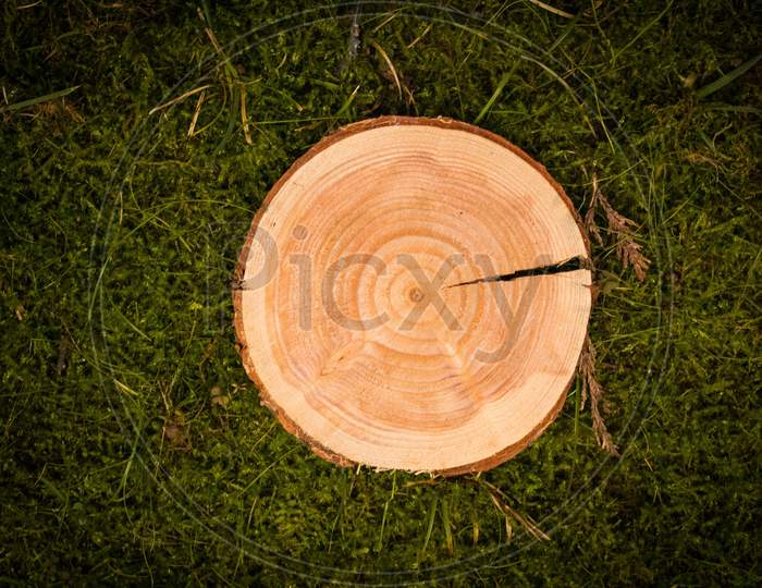 Wood Slice On Grass