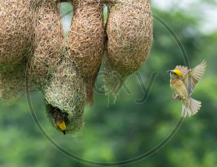 Baya Weaver Nesting