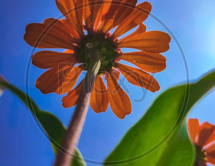 Orange flower under blue sky