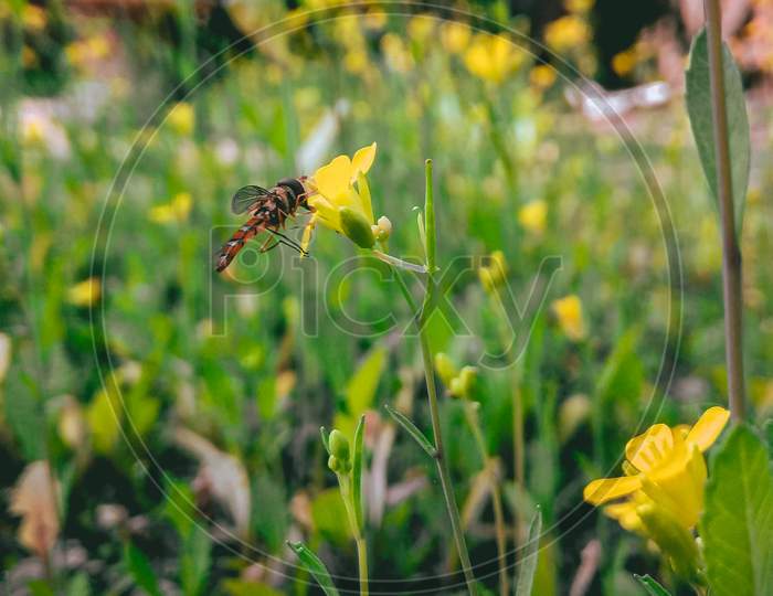 Honey bee in a flower