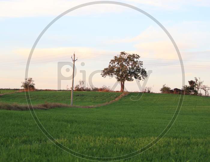 agriculture field tree