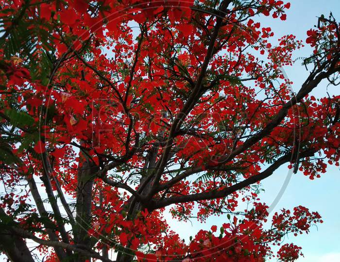 Colors of Gulmohar Tree