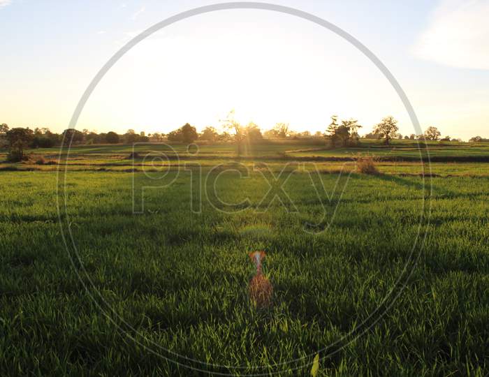 field grass agriculture
