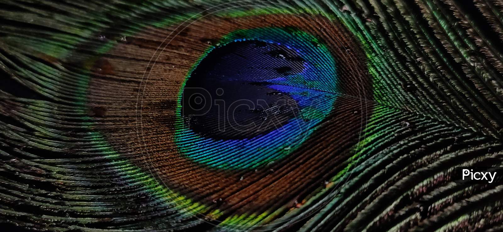 Beautiful feather of peacock.