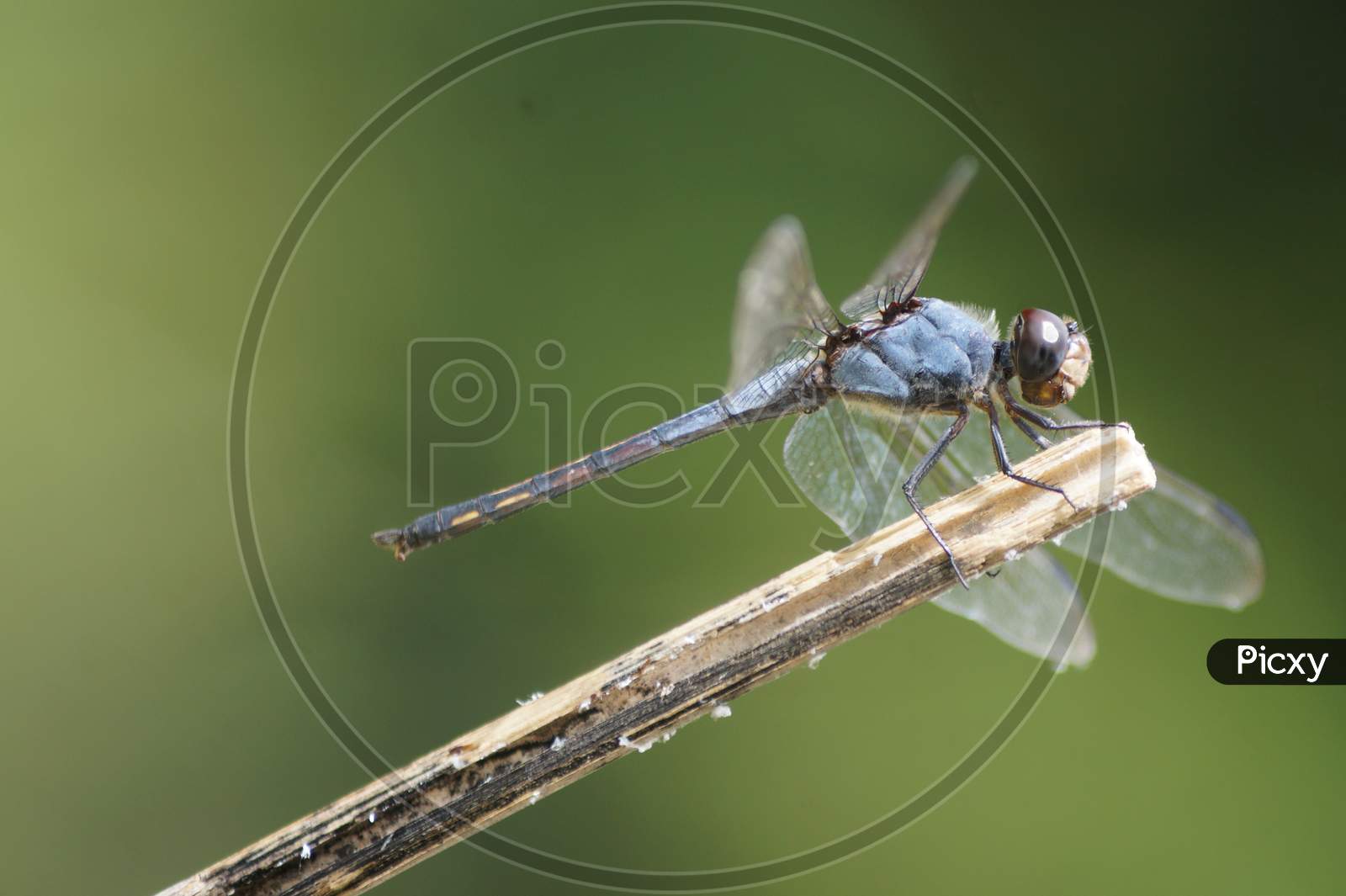 Dragonfly Close up photo