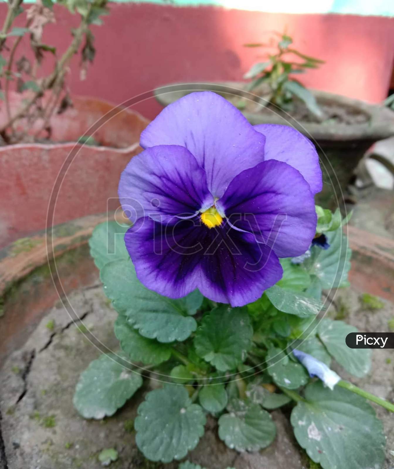 purple flower Macro Photography
