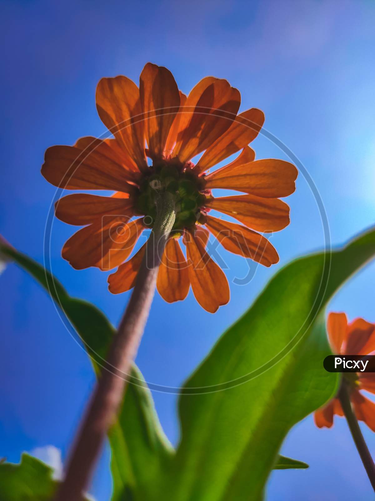 Orange flower under blue sky