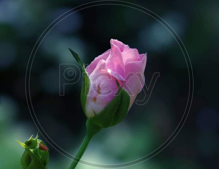 pedicel petal magenta flower portrait