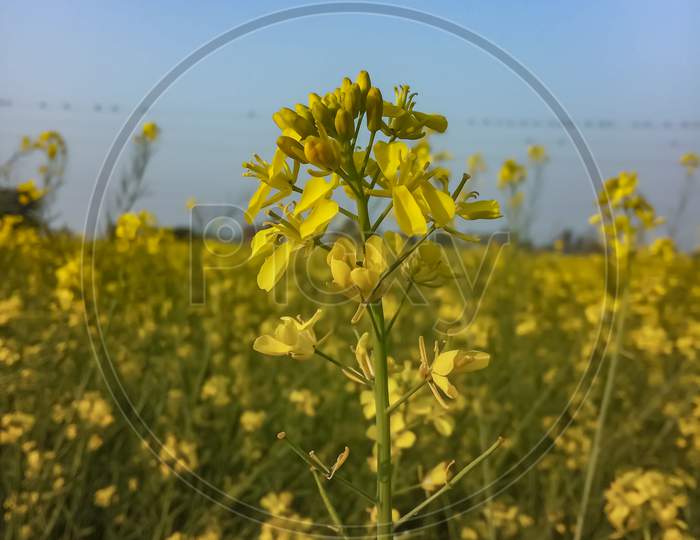 Beautiful image of mustard flowering plant in crop