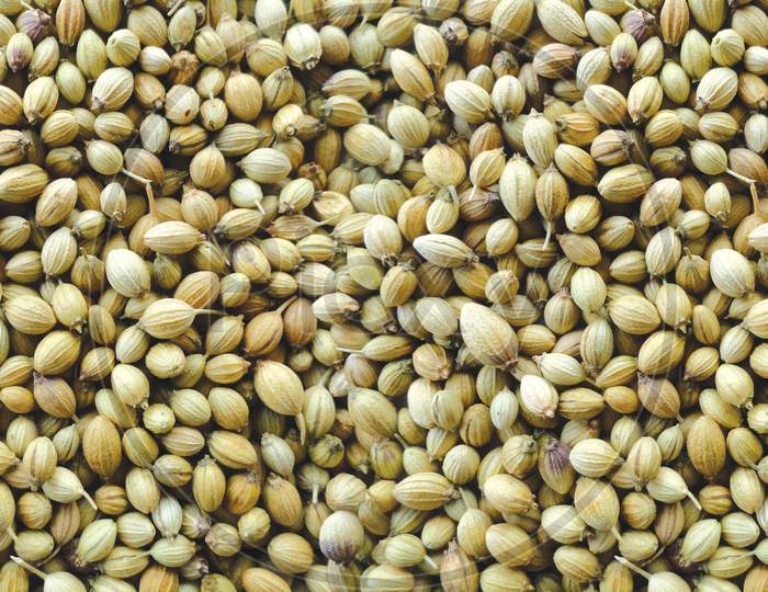 Coriander Seed, Vegetable Coriander'S Seeds, Dried Seeds Of Coriander, Dhania.