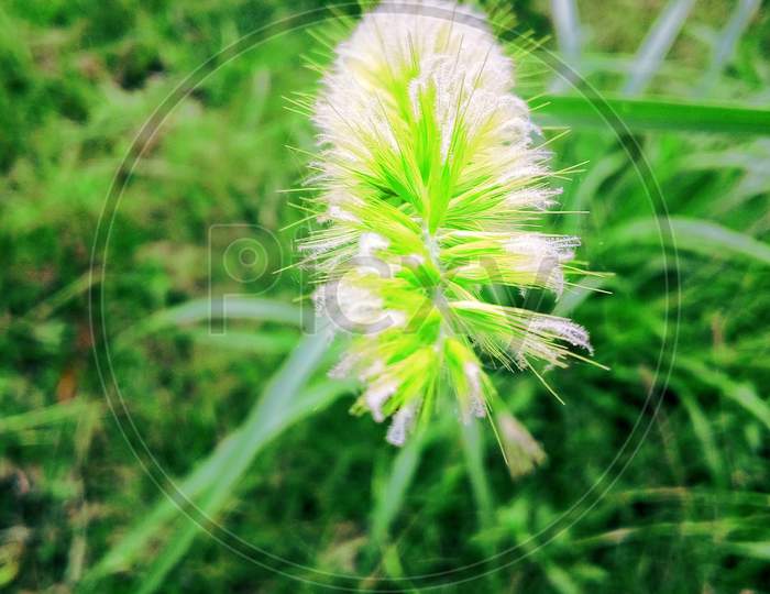 Green grass flowers and white sheaf.