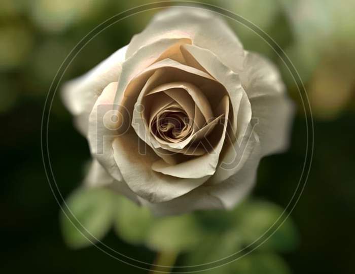 hybrid tea rose portrait