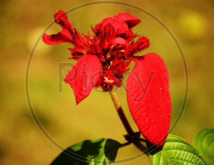 Red Wild Flower