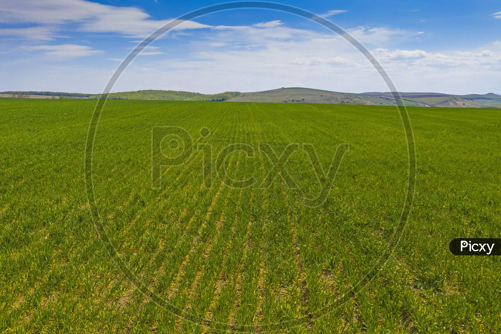 Fresh Green Corn Field