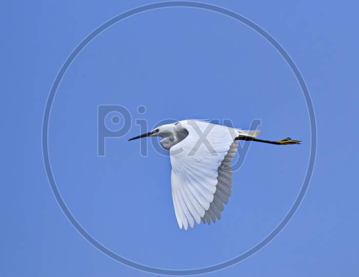 Little Egret Flying Over The Blue Sky