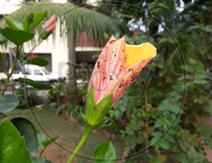 Bud of hibiscus in the indian garden of the village