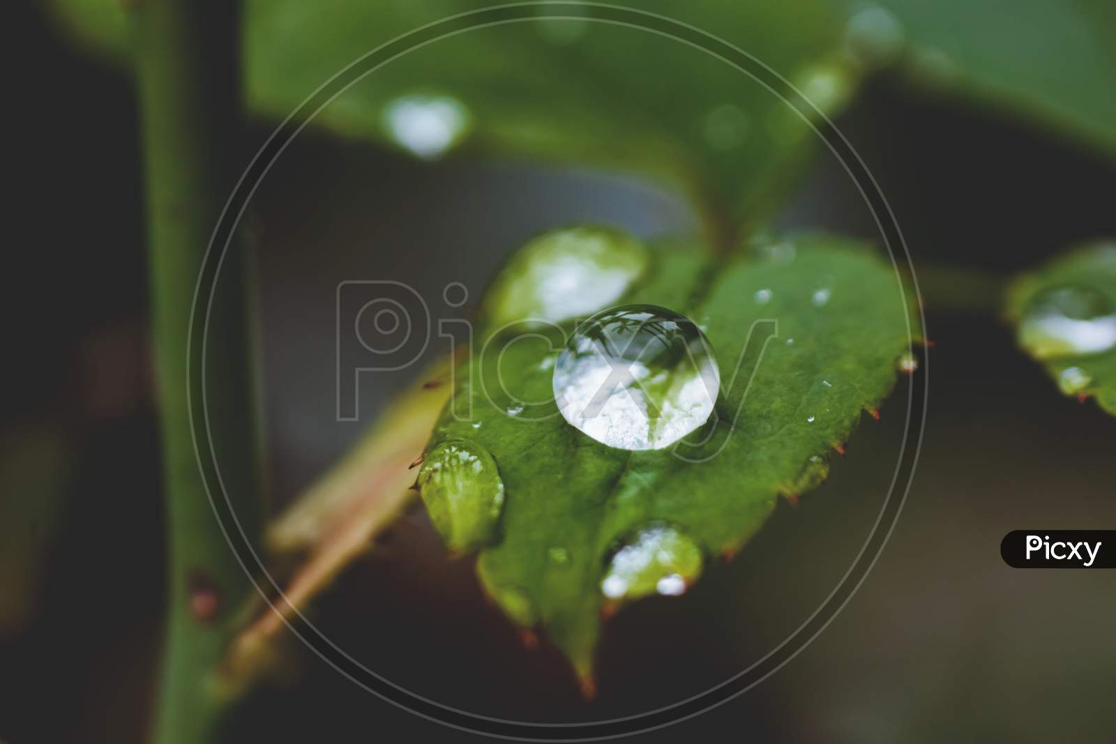 Close-Up Of Rain Water Droplets On The Leaf Of Rose Plant