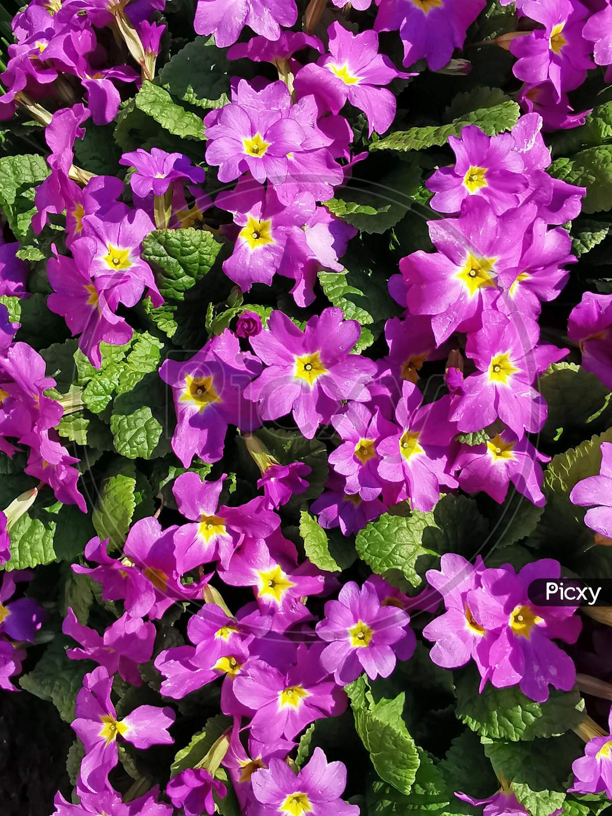Primula Flowers, Background Image