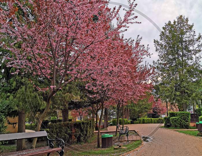 Cherry Blossom Tree On Park Alley